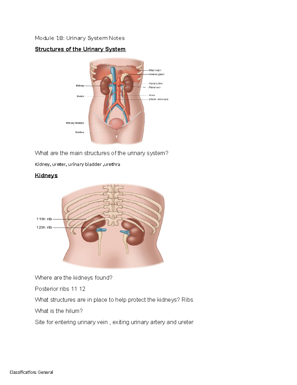 Module 18: Urinary System Structures & Functions Notes - Studocu