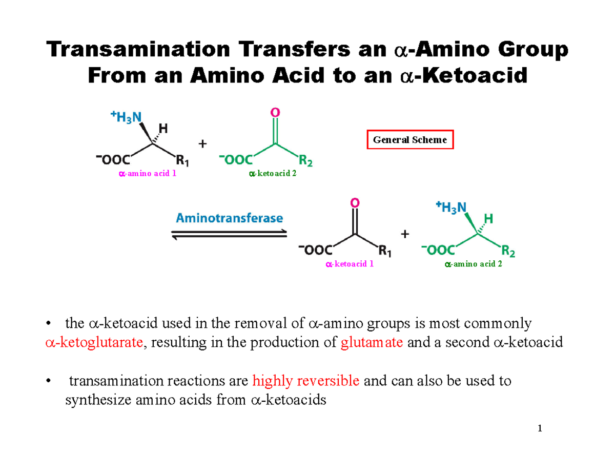 Transamination and Urea Cycle: Amino Acid Catabolism (BIO 2023) - Studocu