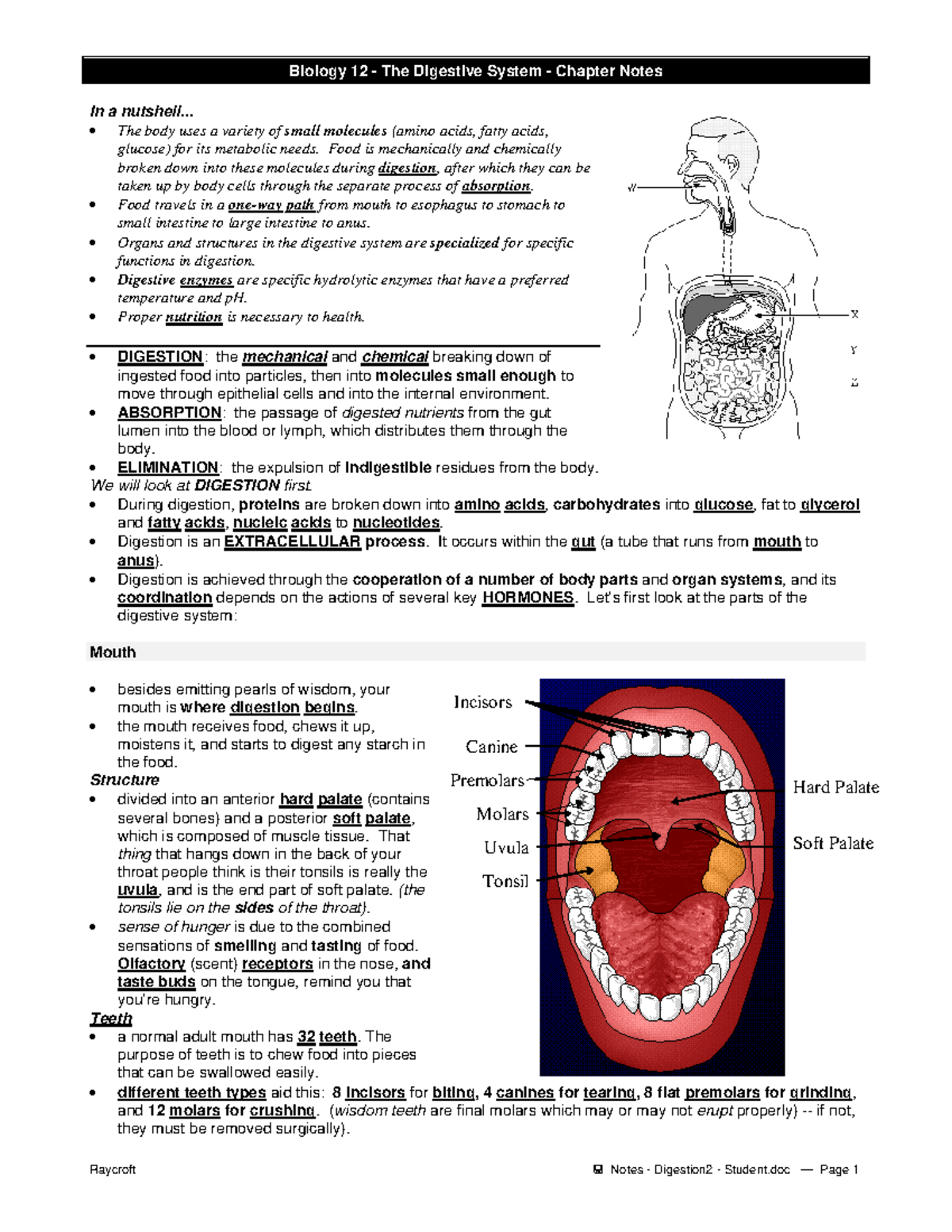 Notes - digestion 2 - student - Biology 12 - The Digestive System ...