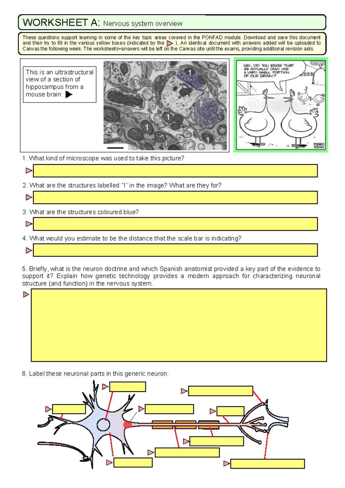 Worksheet-A - worksheet - WORKSHEET A: Nervous system overview 1 1 1 ...