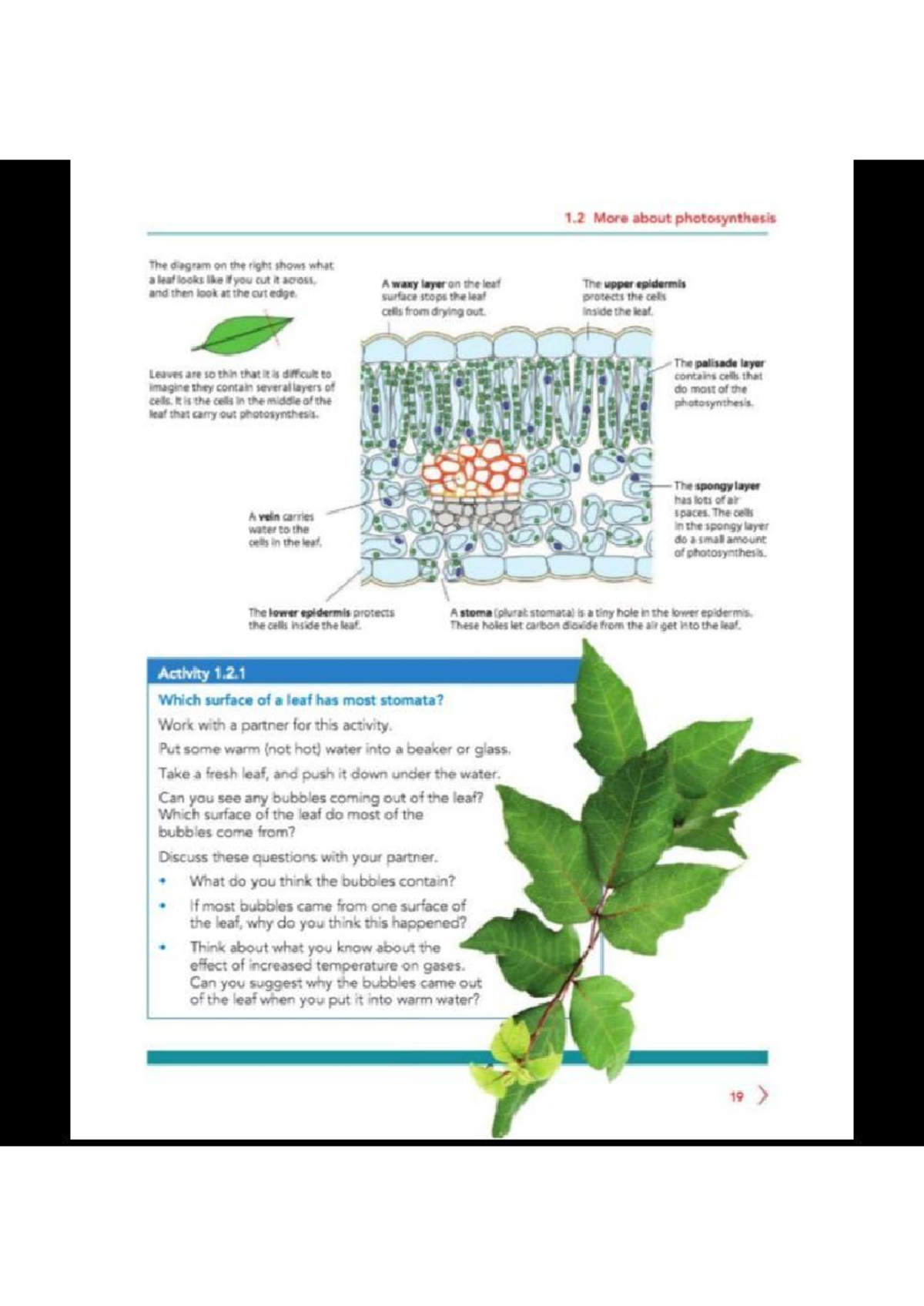 1.4 Photosynthesis & Geometry Concepts - Book 25 Notes - Studocu
