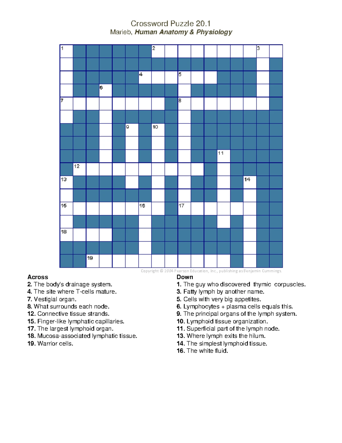 Marieb - human anatomy u0026 physiology - chapter 19 crossword puzzle ...