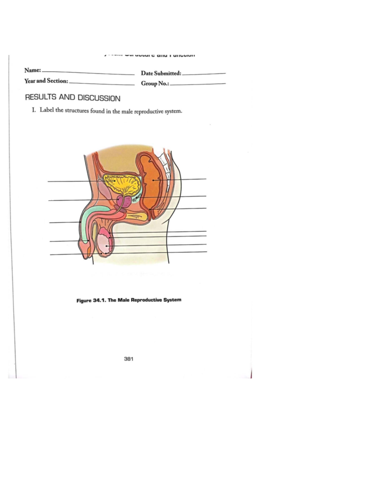 Lab Sheet: Reproductive System Structures (C anu I) - Studocu