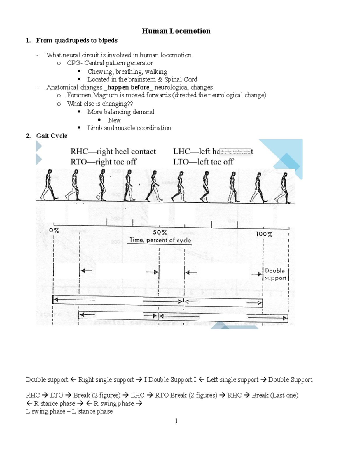 C12 Final Exam Notes: Human Locomotion and Gait Analysis - Studocu