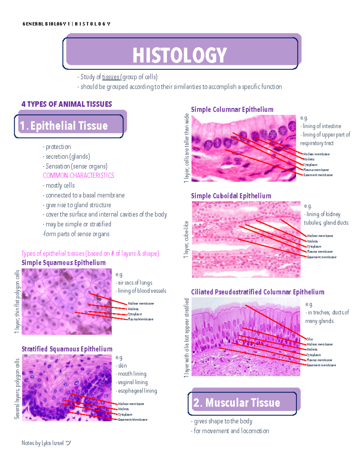 Animal Histology - Lecture Notes on Tissue Types and Structures - Studocu