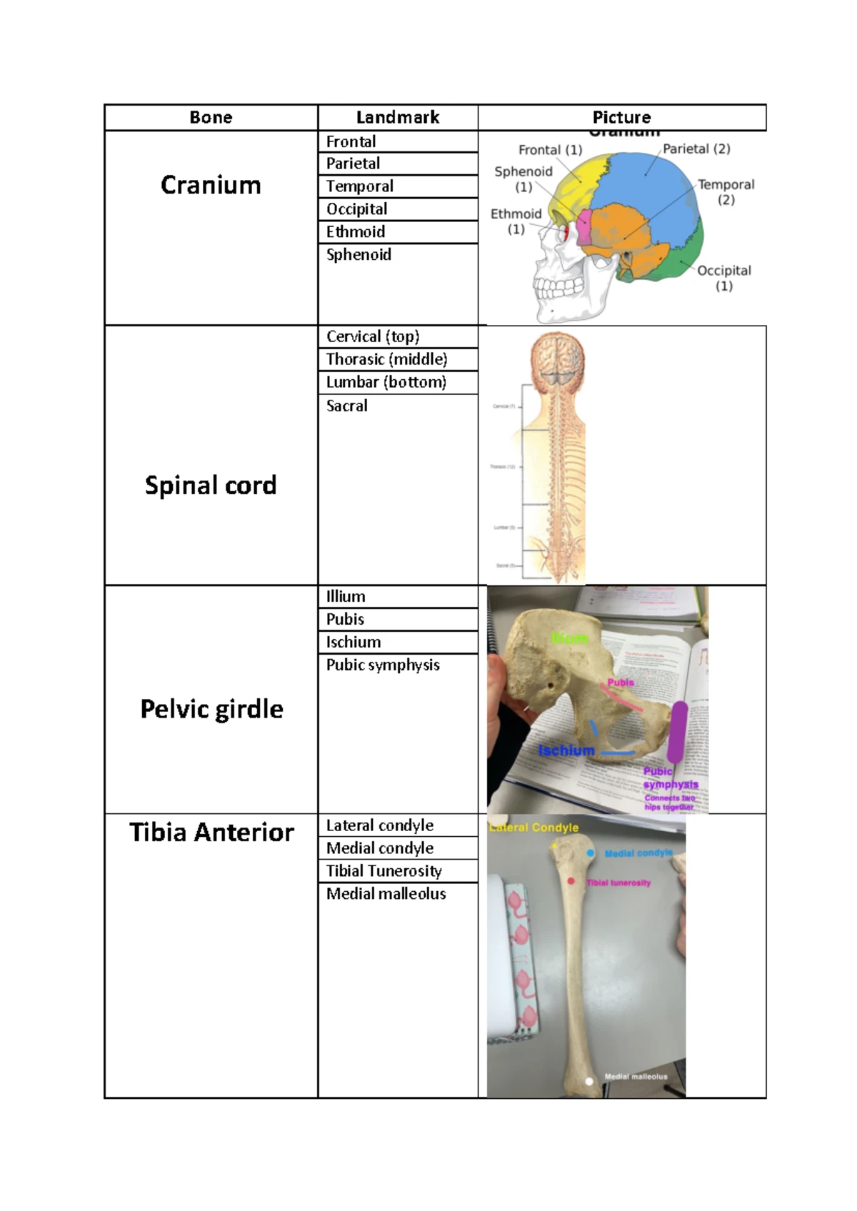 Nervous System - notes - SPS1301 - Nervous System Brain Spinal Cord ...