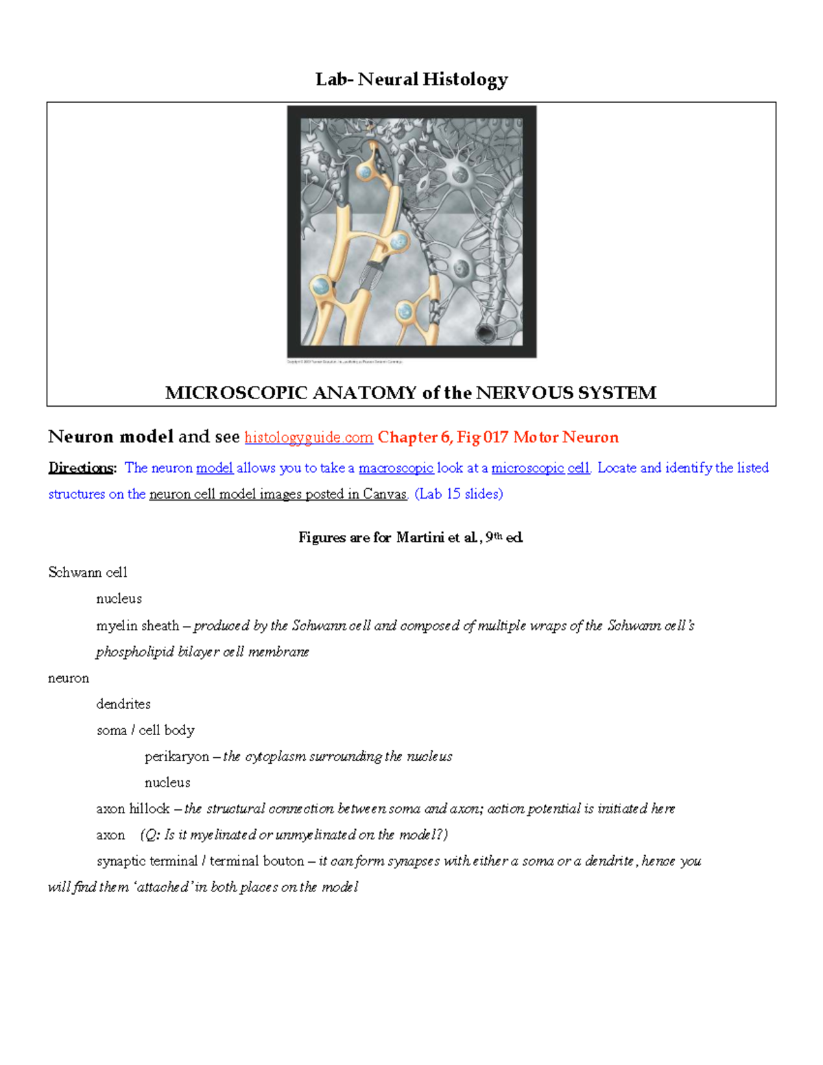 Lab - Neural Histology: Microscopic Anatomy of the Nervous System ...