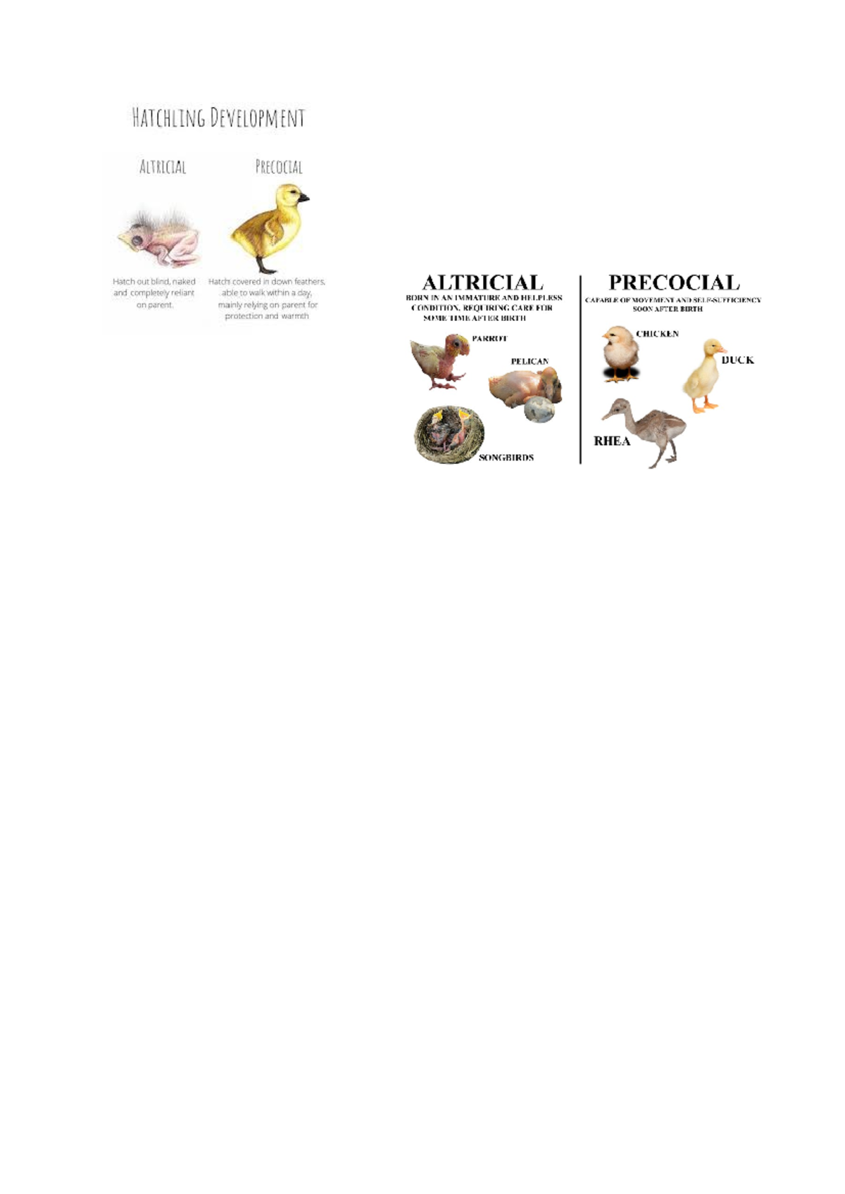 Altricial - N/A - BIOL200 - HATCHLING DEVELOPMENT ALTRICTAL PRECOCTAL ...