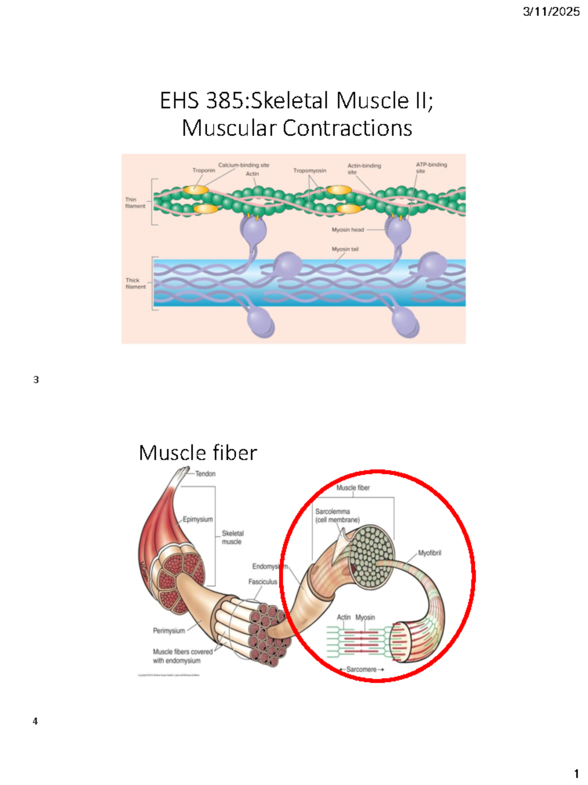 EHS 385: Excitation-Contraction Coupling in Skeletal Muscle - EHS 385 ...