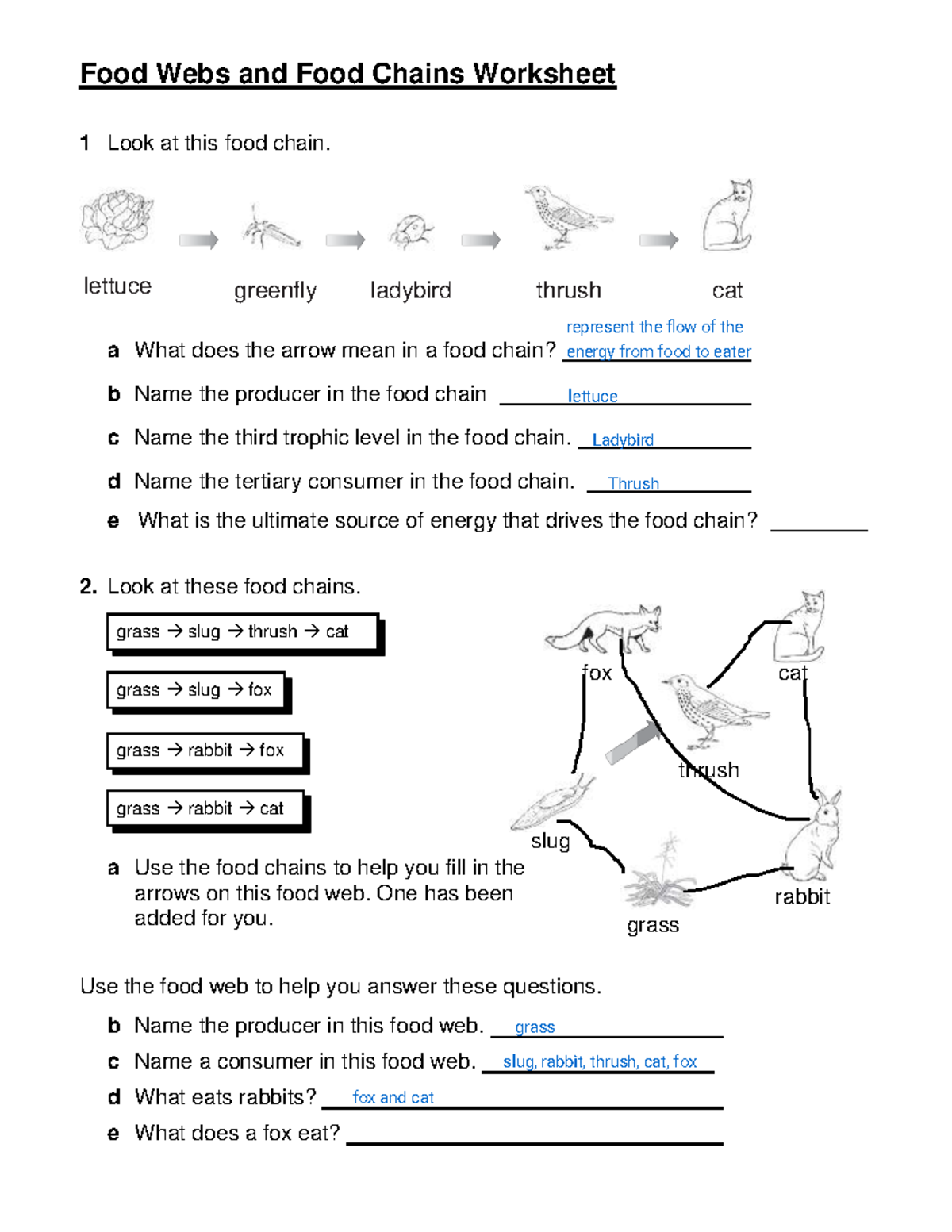 Food Webs and Food Chains Worksheet - Understanding Energy Flow