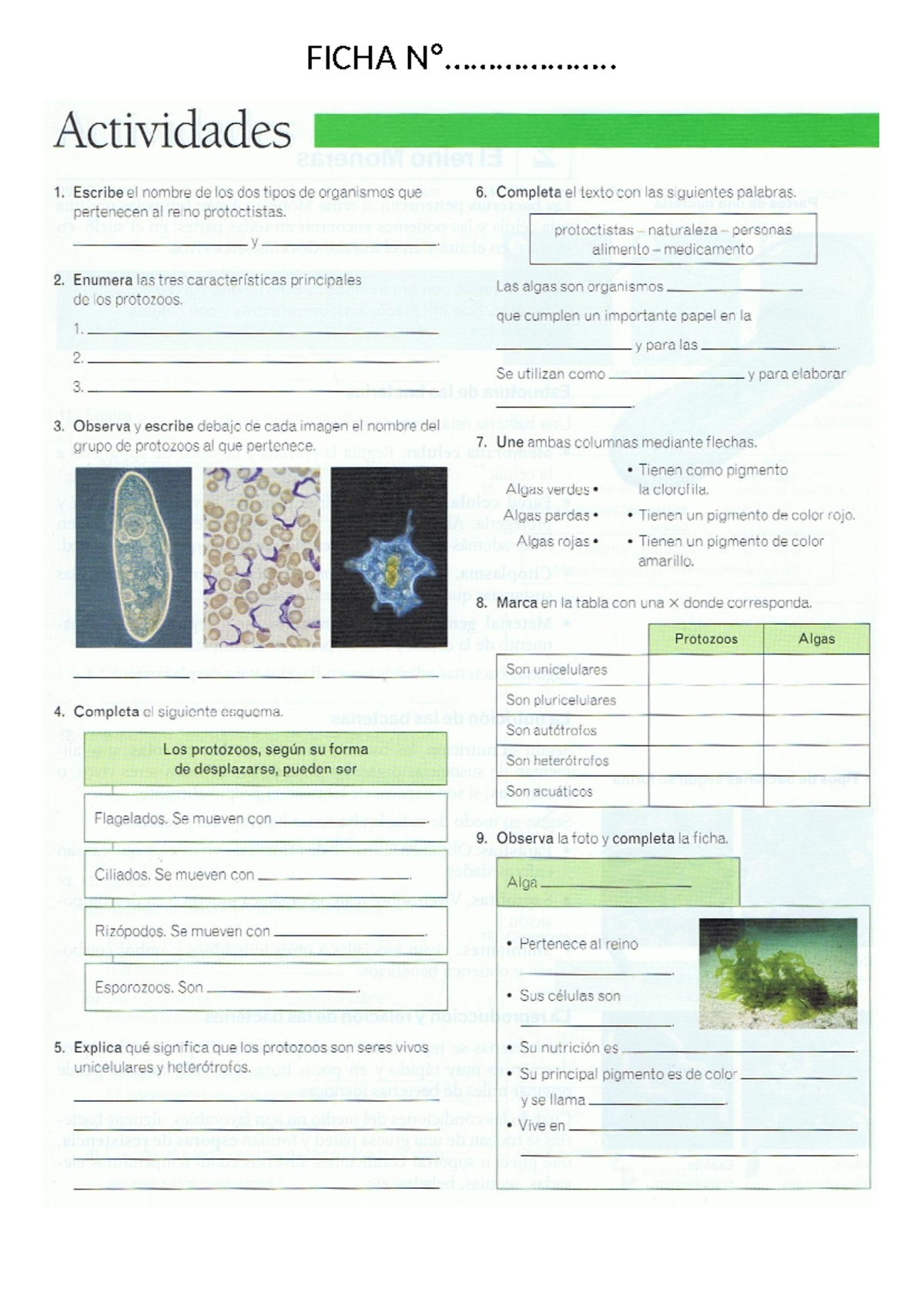 Ficha Nº20 - Los 5 Reinos: Actividades Sobre Protoctistas y Protozoos -  Studocu