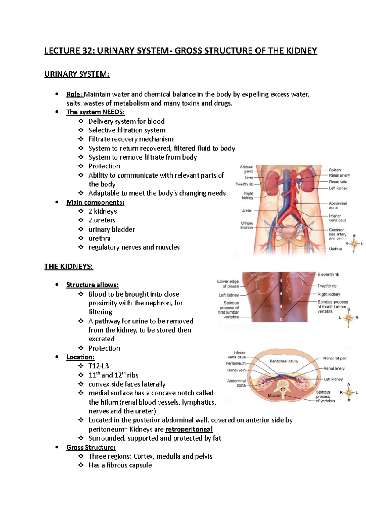 HUBS192 Lecture 32-38: Urinary System & Kidney Functions Summary - Studocu