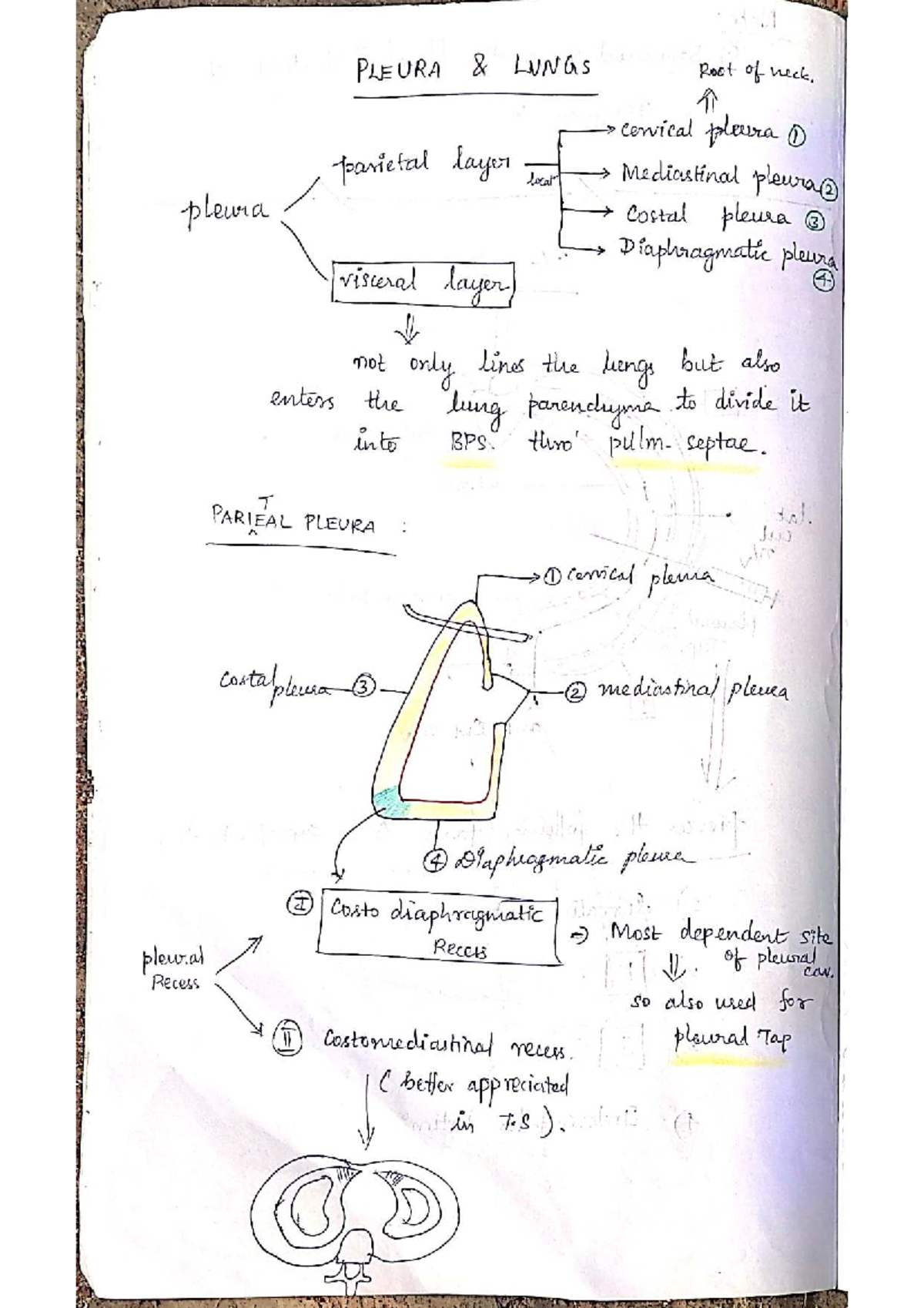 Pleura, lungs, BPS(broncho pulmonary seg) - PLEURA LUNGS Root of neck ...