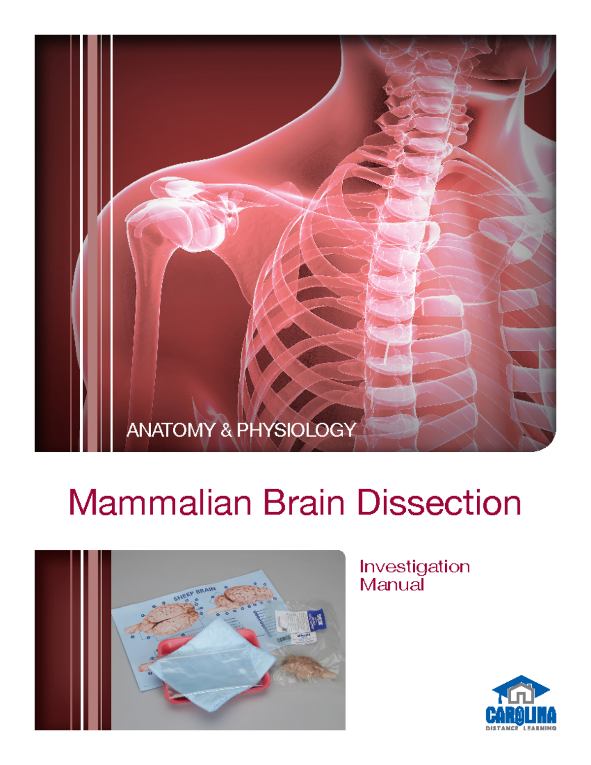 Mammalian Brain Dissection Guide: Anatomy & Physiology Lab Instructions ...