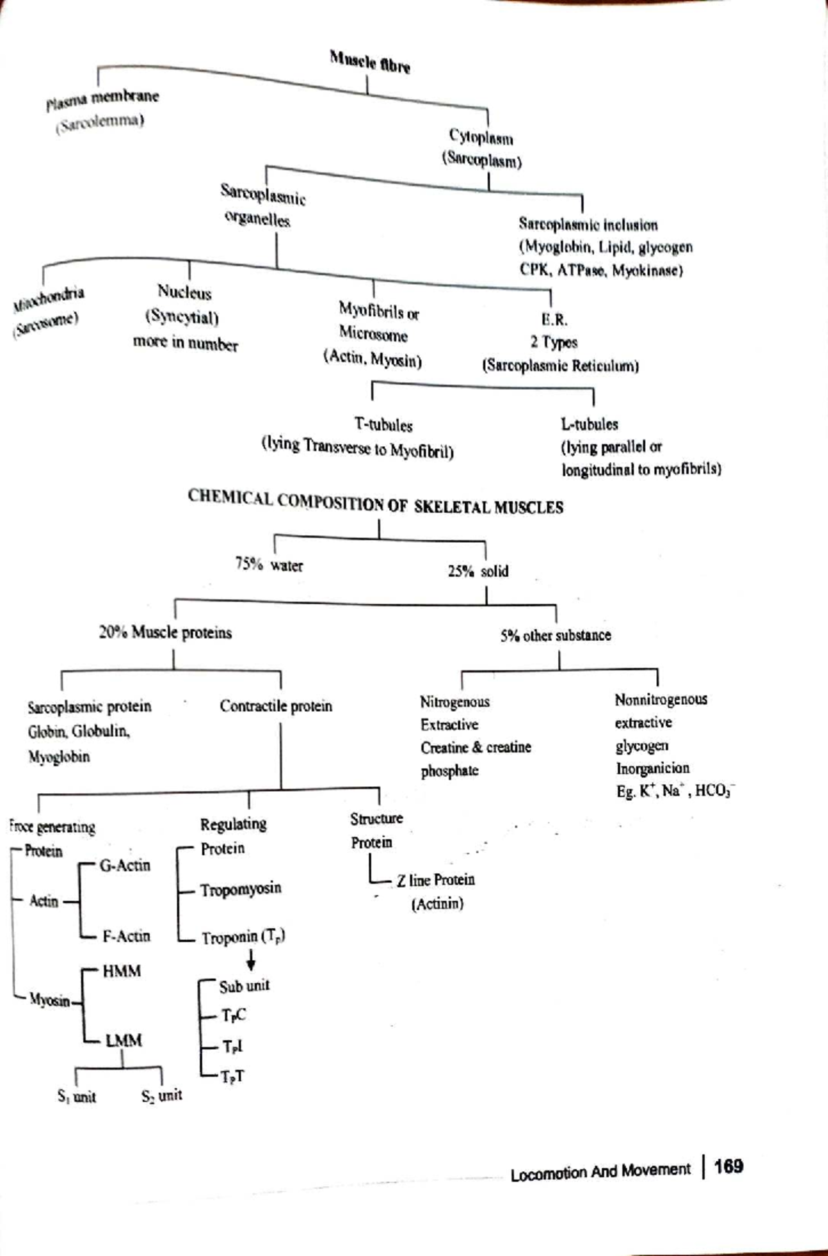 Molecular Biology: Structure and Composition of Skeletal Muscle - Studocu