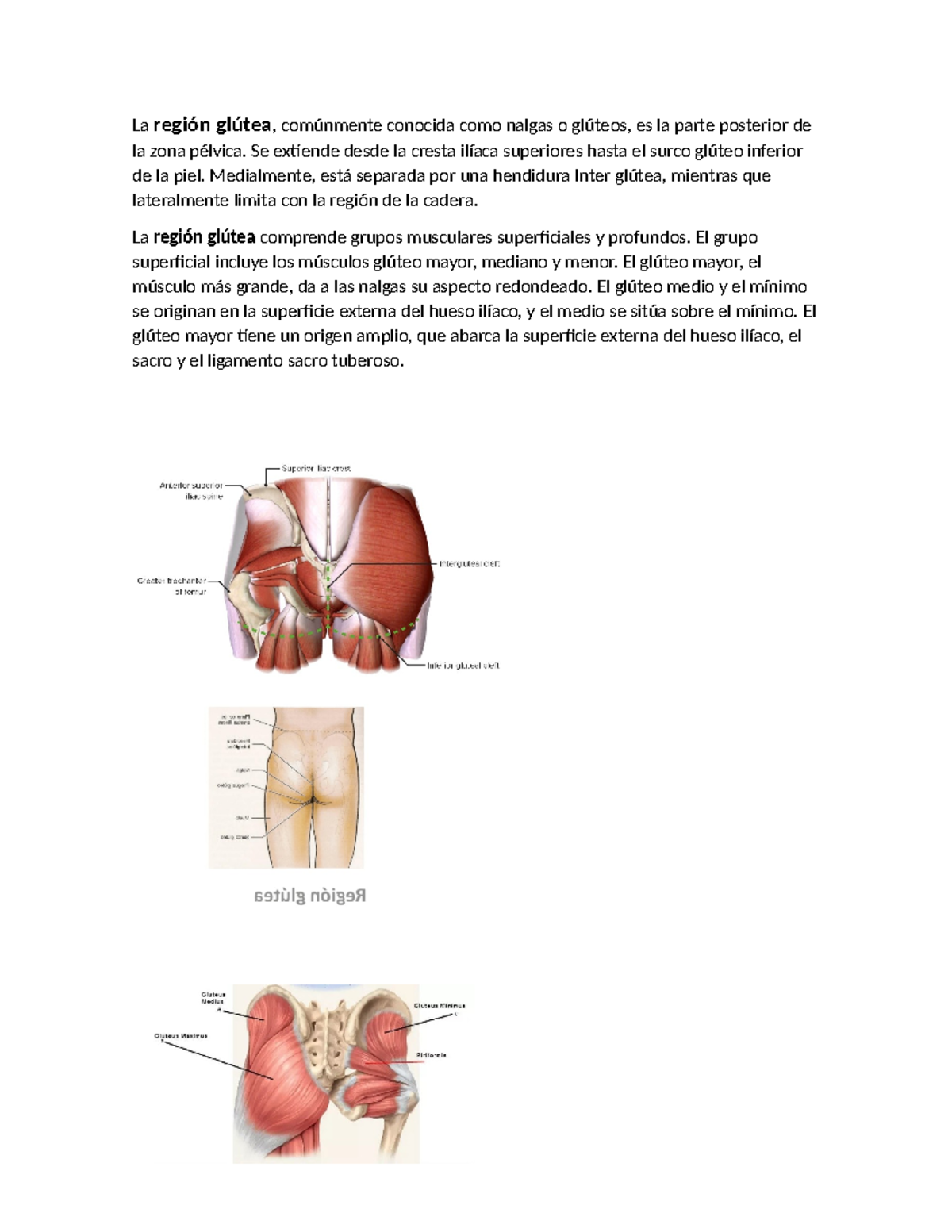 Anatomía del Muslo y Región Glútea: Parte Anterior y Posterior - Studocu, image size:1200x1553