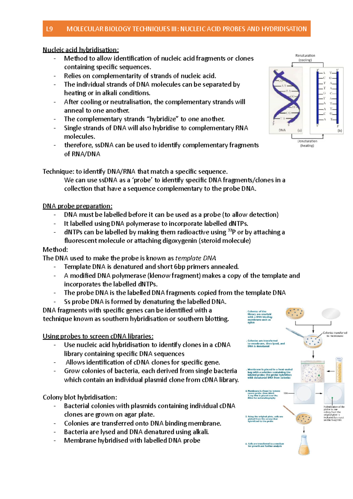 L9- Molecular Biology Techniques III - Nucleic acid probes and ...