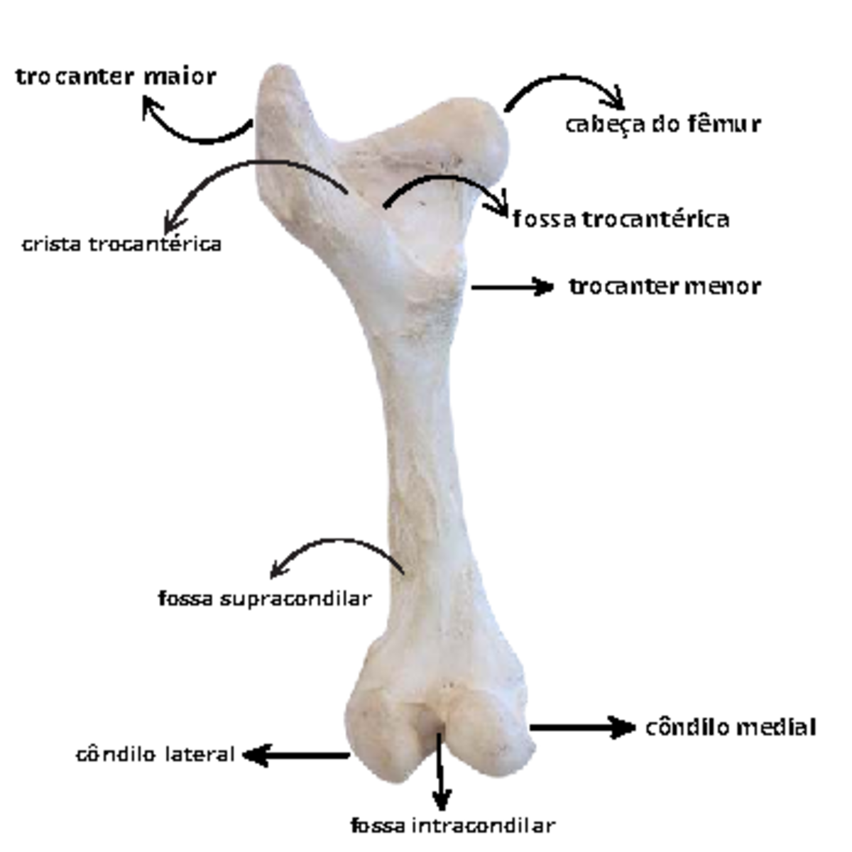 Osso fêmur- cranial e caudal - Anatomia - cabeça do fêmur trocanter ...