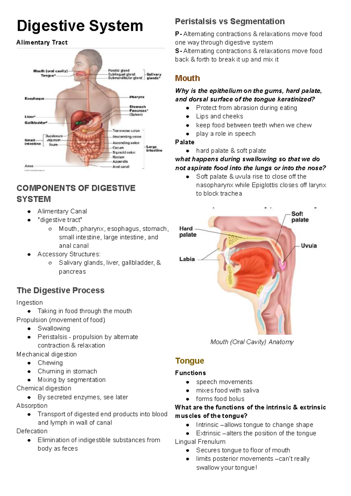 Final Exam Study Guide: Digestive System (BIO 101) - Studocu