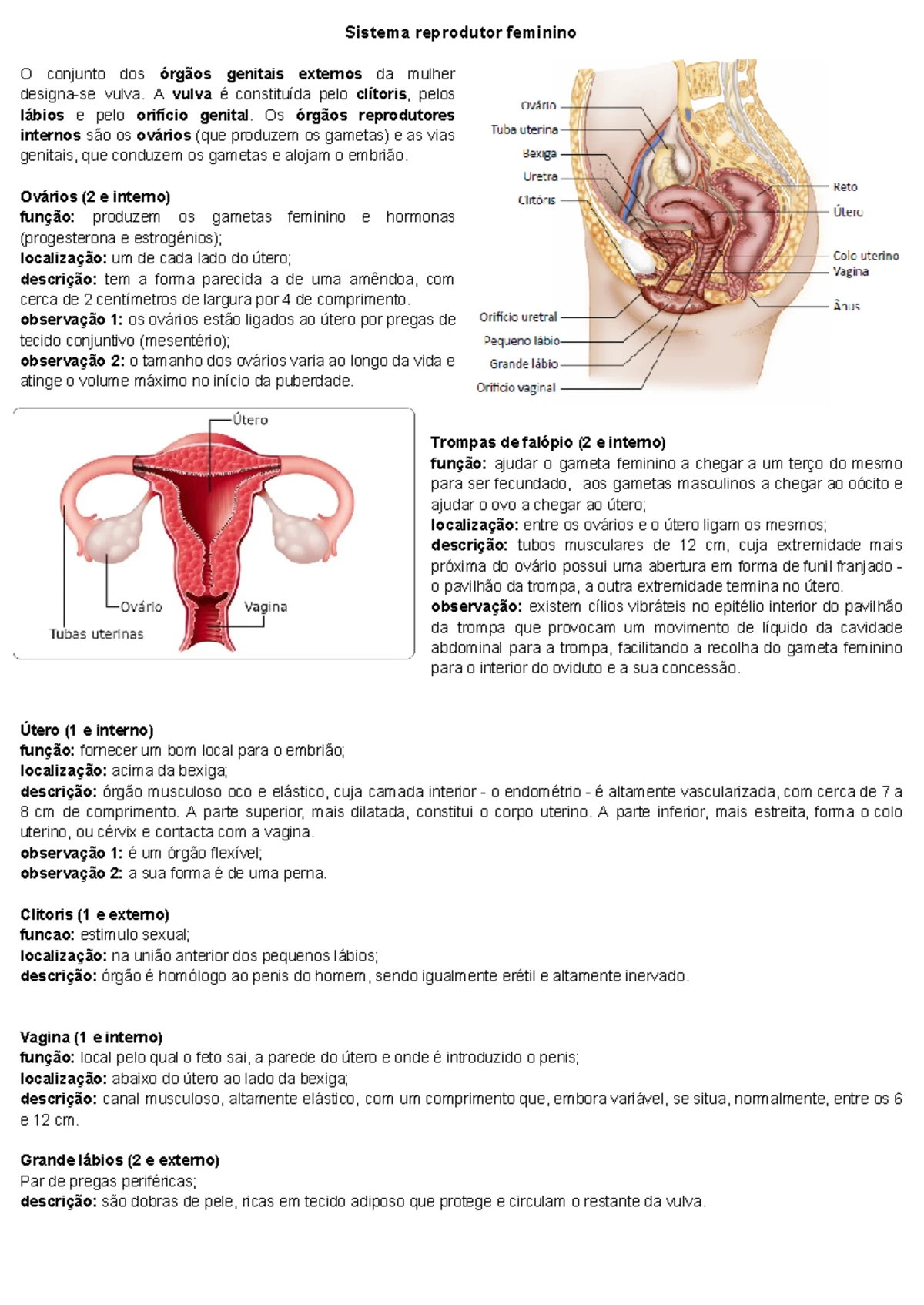 Sistema Reprodutor em Ciências Naturais - 9.º Ano: Estruturas e Funções ...