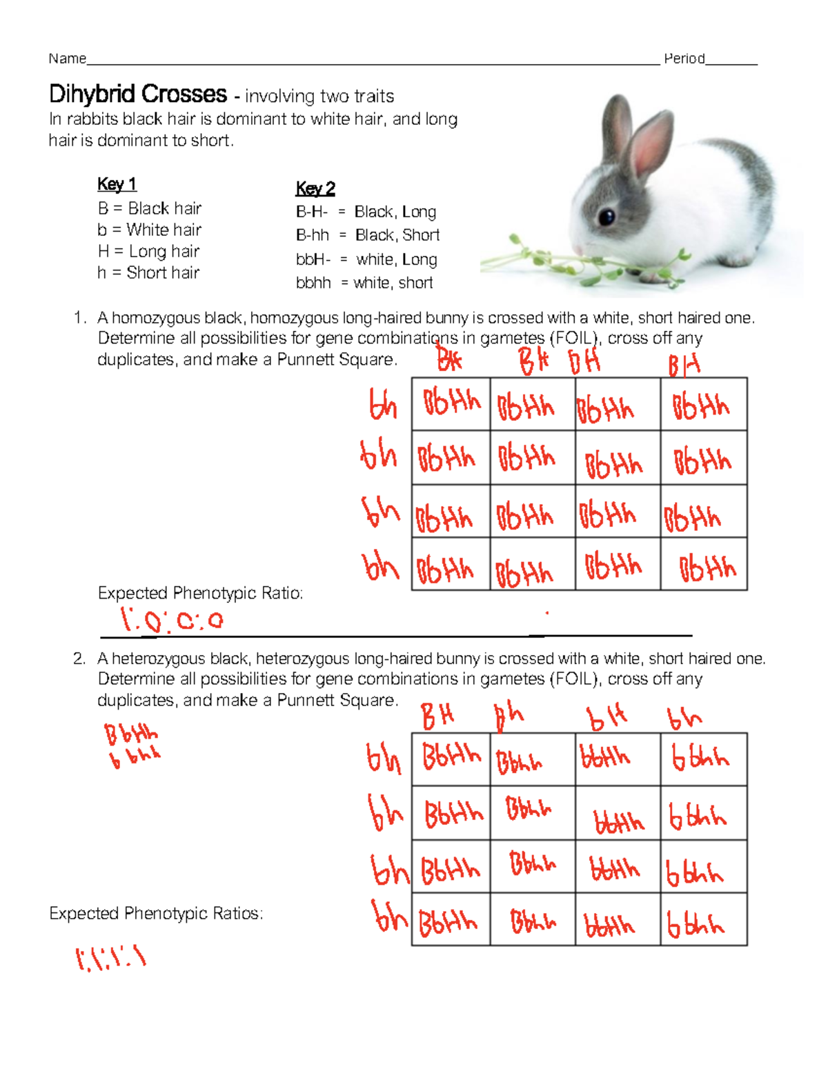 Dihybrid Practice Exercises: Genetics & Punnett Squares - Studocu