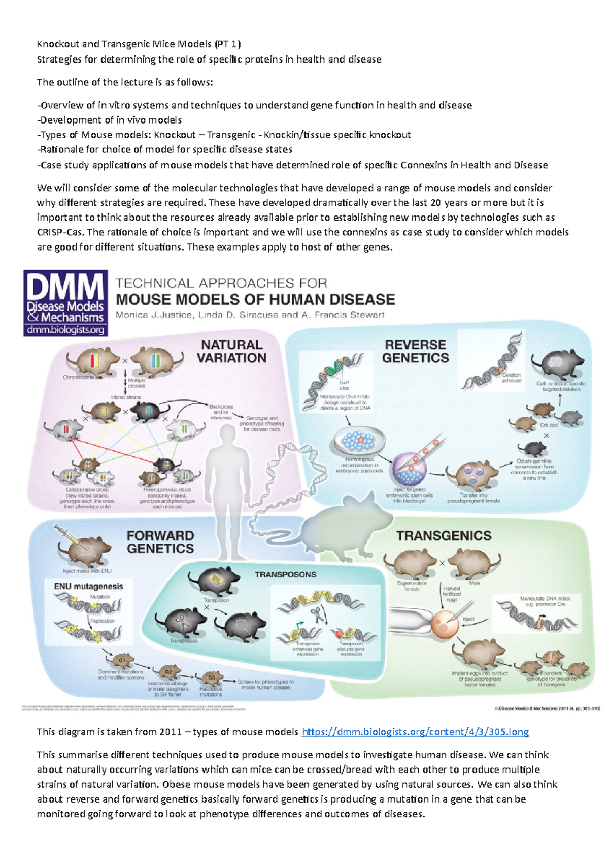 Knockout and Transgenic Mice Models: Lecture Notes PT 1 - Studocu