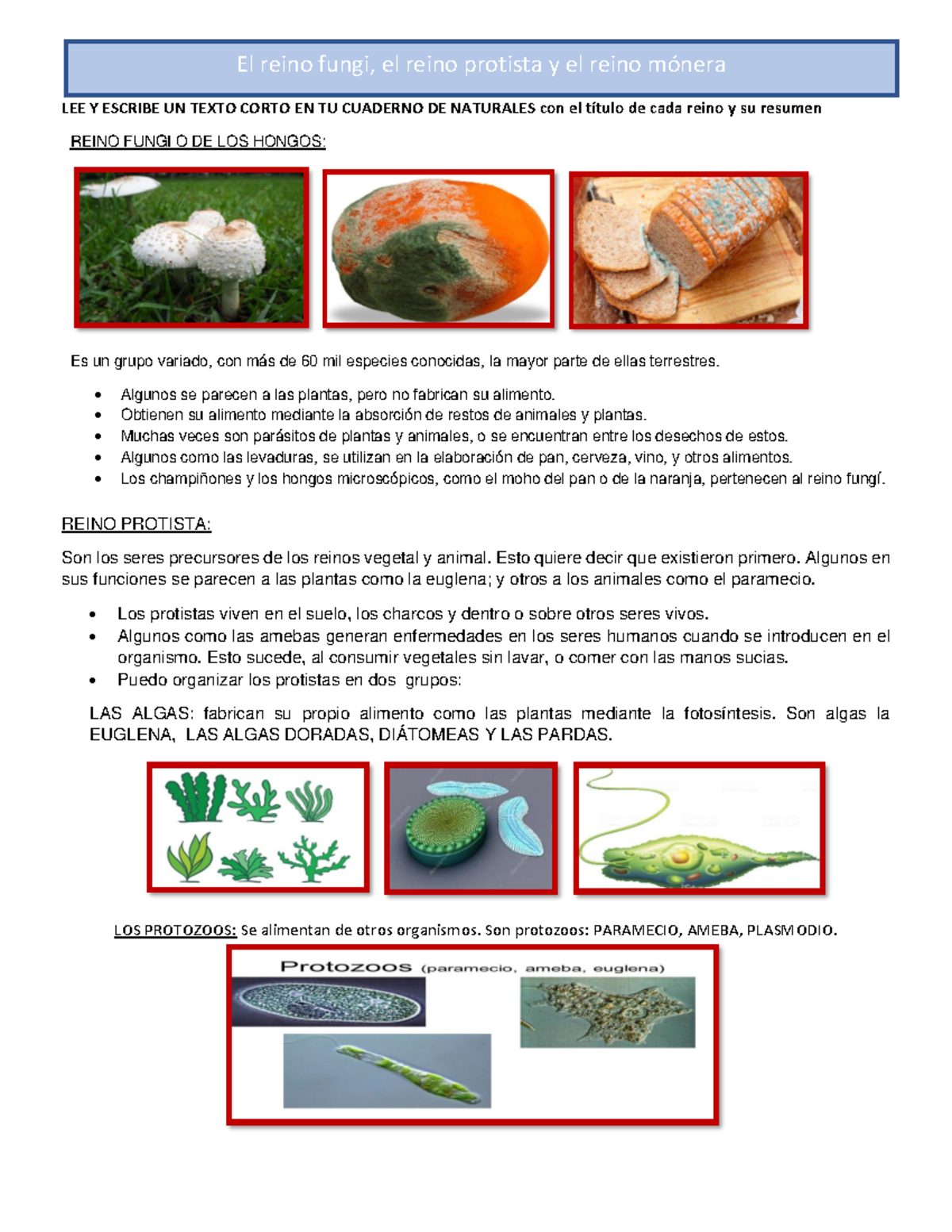 Reino fungi, reino protista y reino mónera: Resumen de cada reino - Studocu