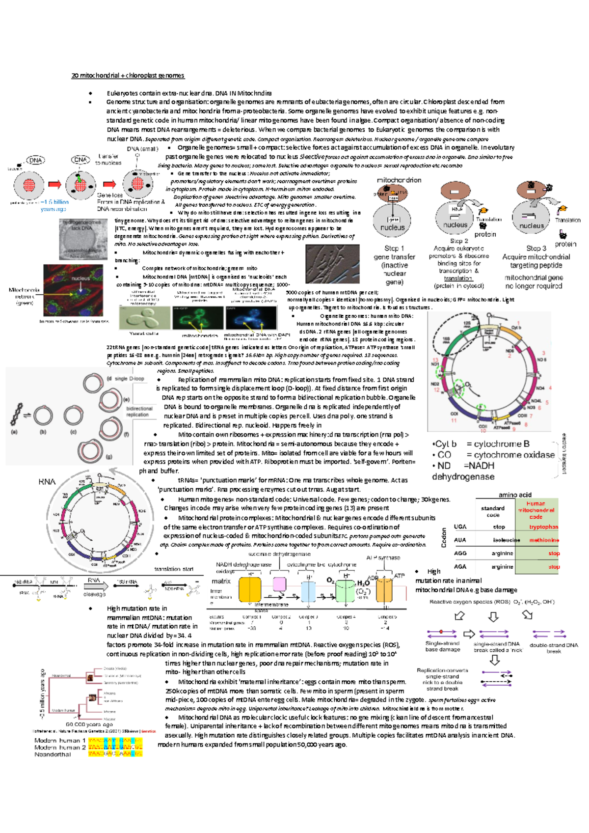 Bio 20-21 - Lecture Notes: Mitochondrial and Chloroplast Genomes - Studocu