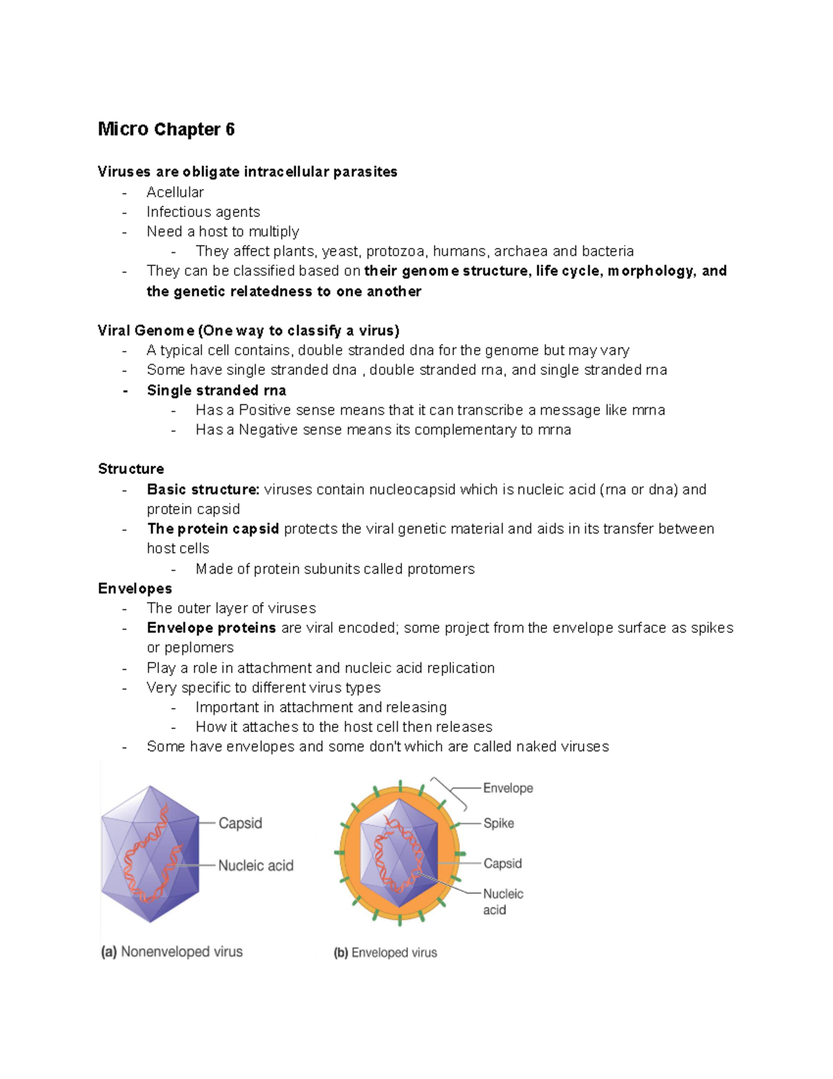 Micro Study Guide - Micro Chapter 6 Viruses are obligate intracellular ...