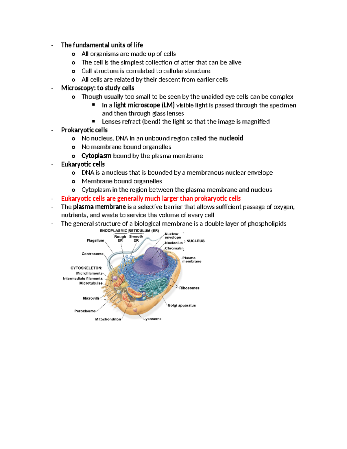 Cell Structure and Function: Chapter 4 Overview and Key Concepts - Studocu