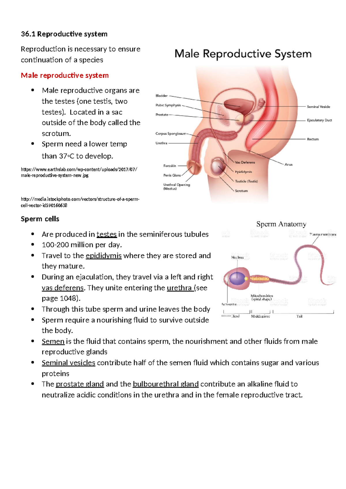 36.1 N - Reproductive systems 2021 copy - 36 Reproductive system ...