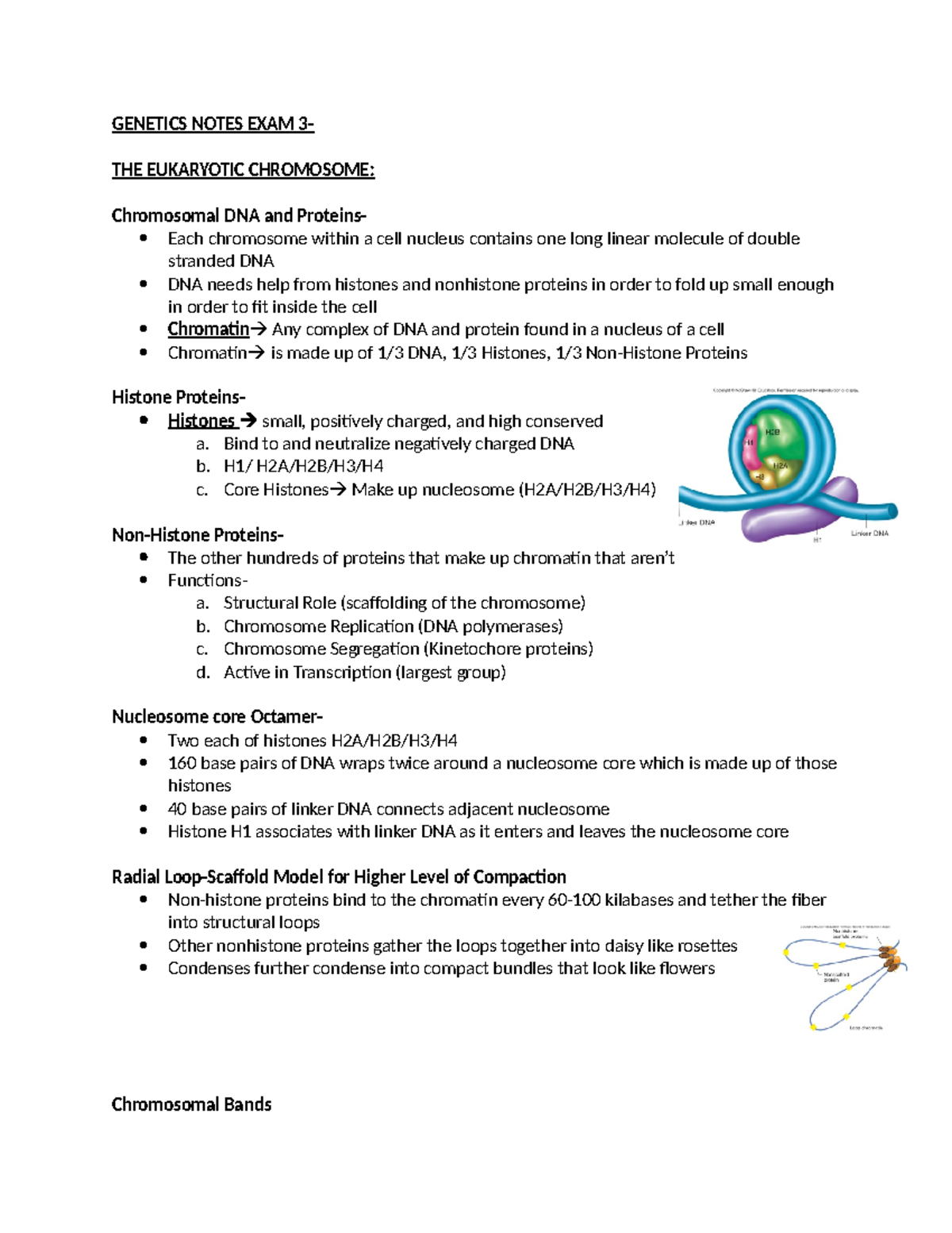 Genetics Notes Exam 3 - GENETICS NOTES EXAM 3- THE EUKARYOTIC ...