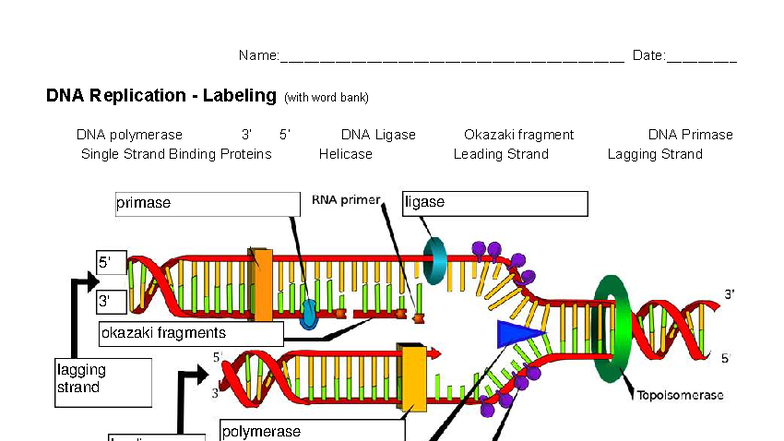 DNA Replication - Labeling Guide (with Word Bank) - Studocu