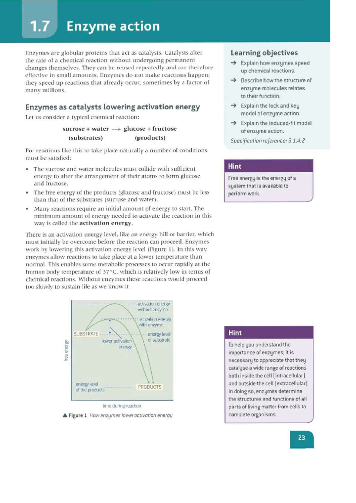 1.7 Enzyme Action: Understanding Catalysis and Activation Energy - Studocu