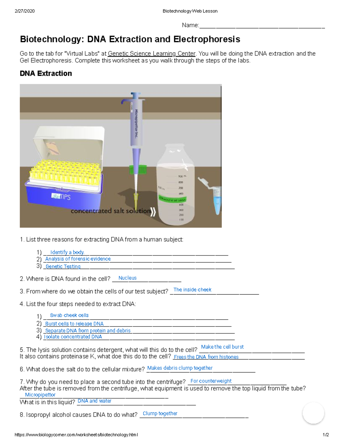 Biotechnology 101: DNA Extraction & Electrophoresis Worksheet - Studocu