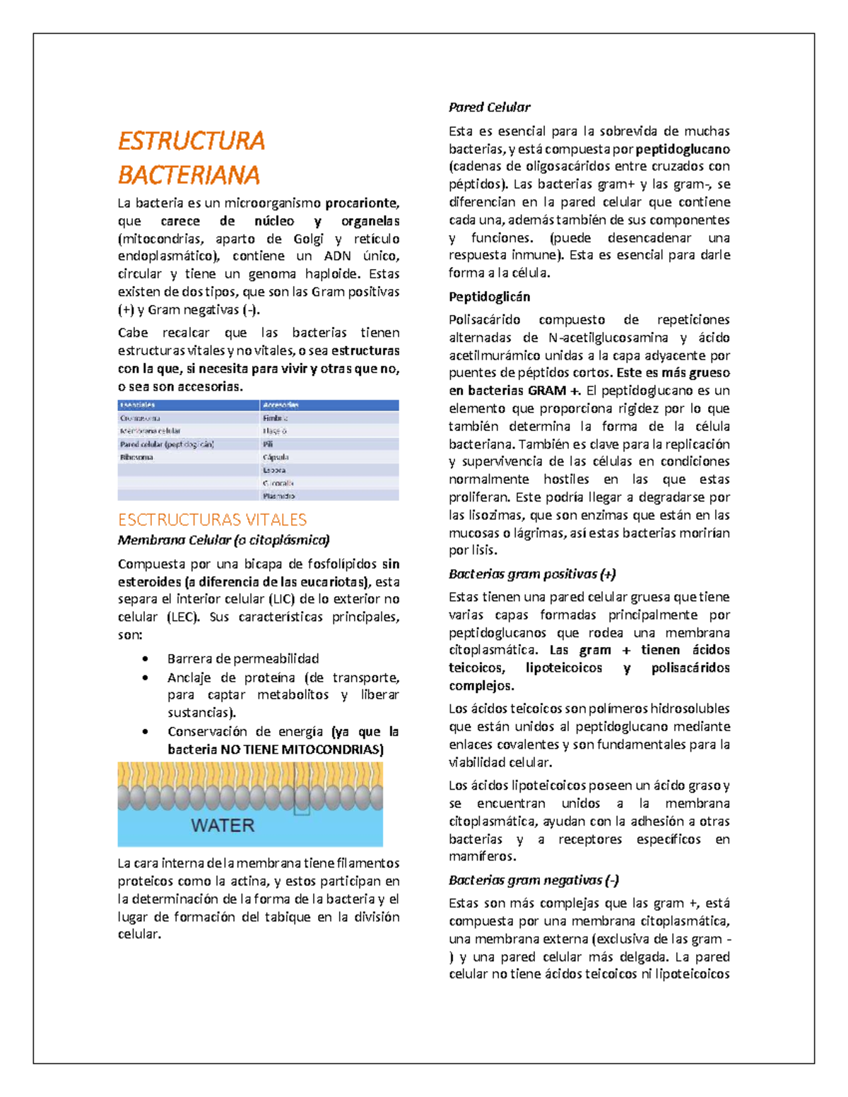 Estructura Bacteriana: Características y Funciones de las Bacterias ...