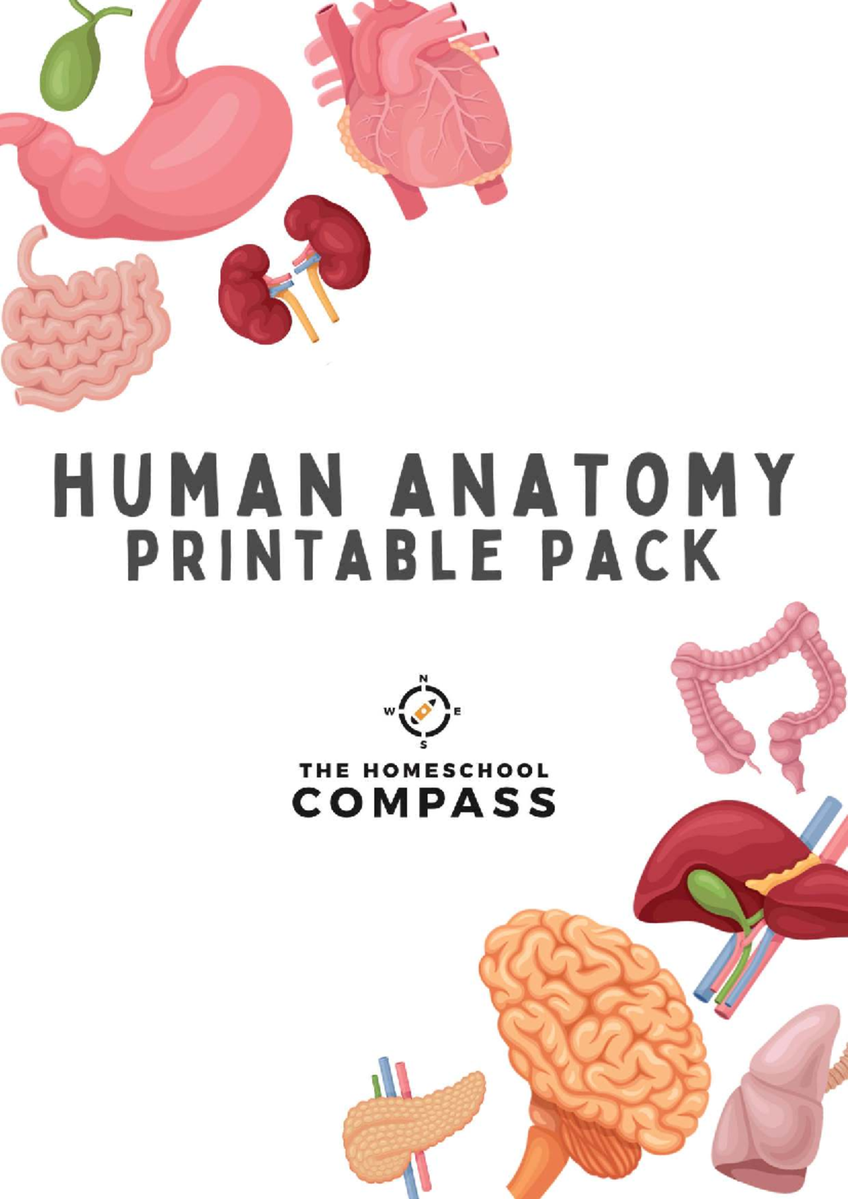 Human Anatomy Overview: Organs, Systems & Functions - Studocu