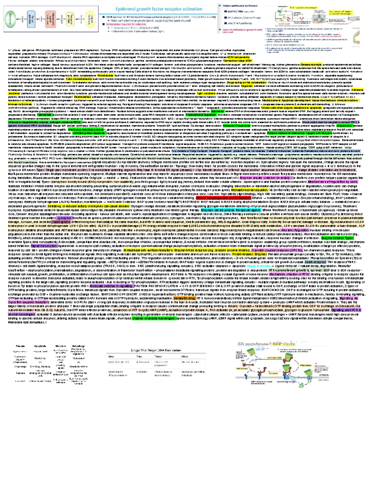 Cell Bio Memory Aid: G1, S, G2, M Phases & ECM Insights - Studocu