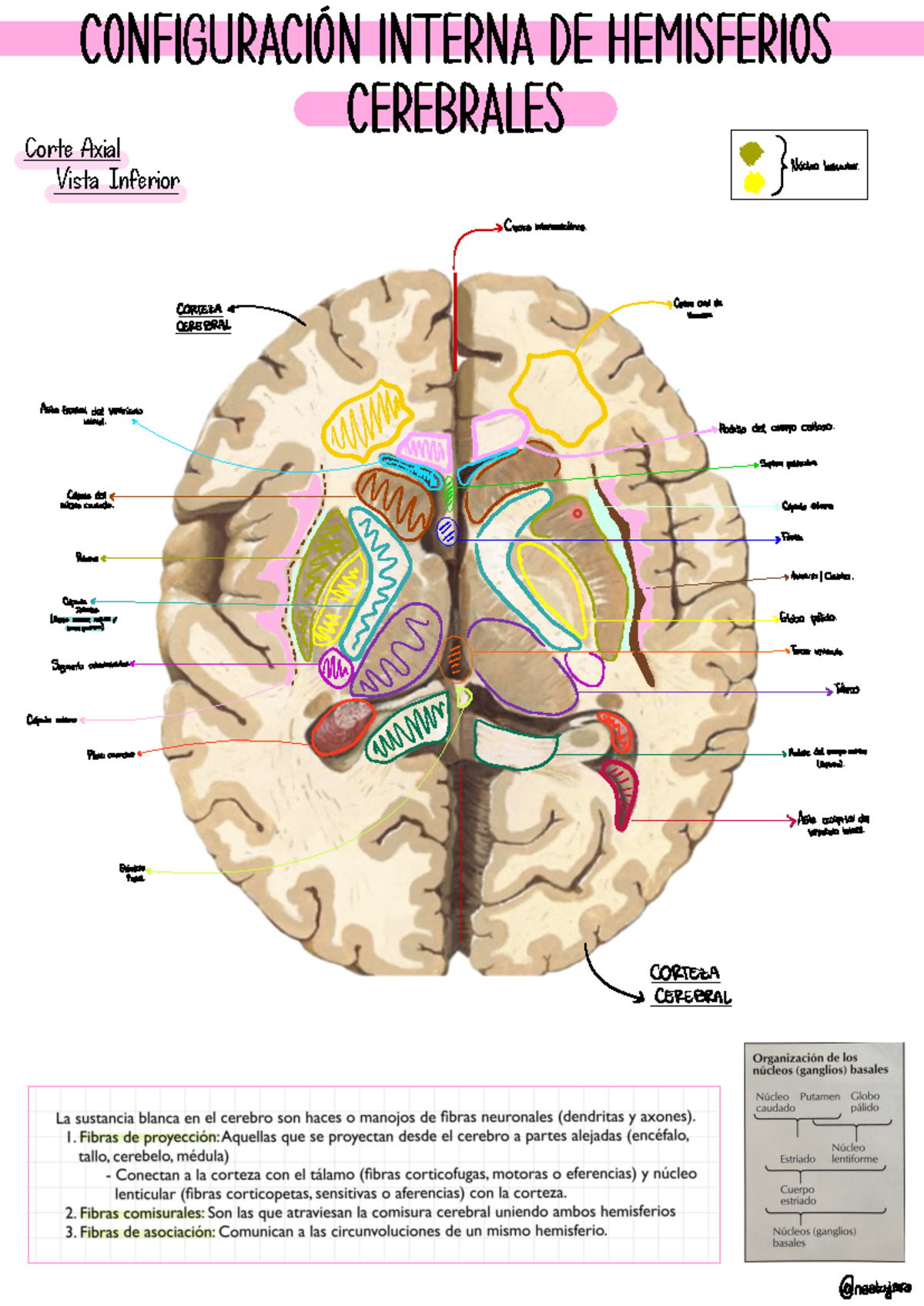 Meninges, Ventrículos, LCR y vascularización del encéfalo | Kenhub, image size:1200x1696