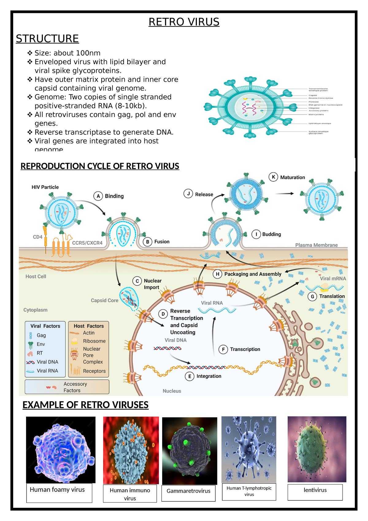 Retro Virus - RETRO VIRUS STRUCTURE : - Size: about 100nm Enveloped ...