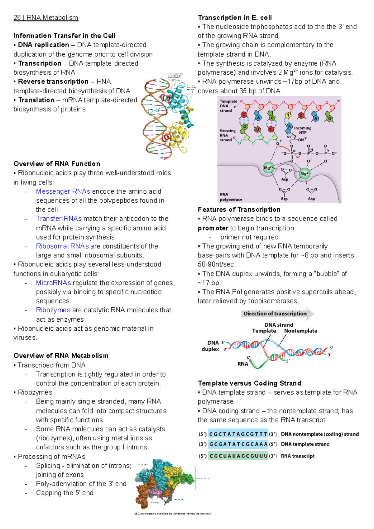Ch 26 - RNA Metabolism in Medical Biochemistry I - Studocu