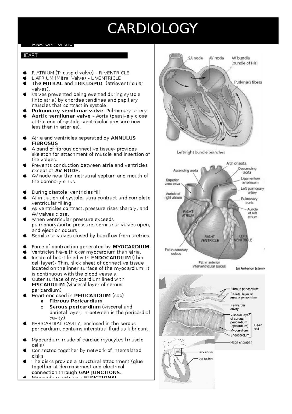 Cardiology - Anatomy and Physiology of the Heart (Final Exam Notes ...
