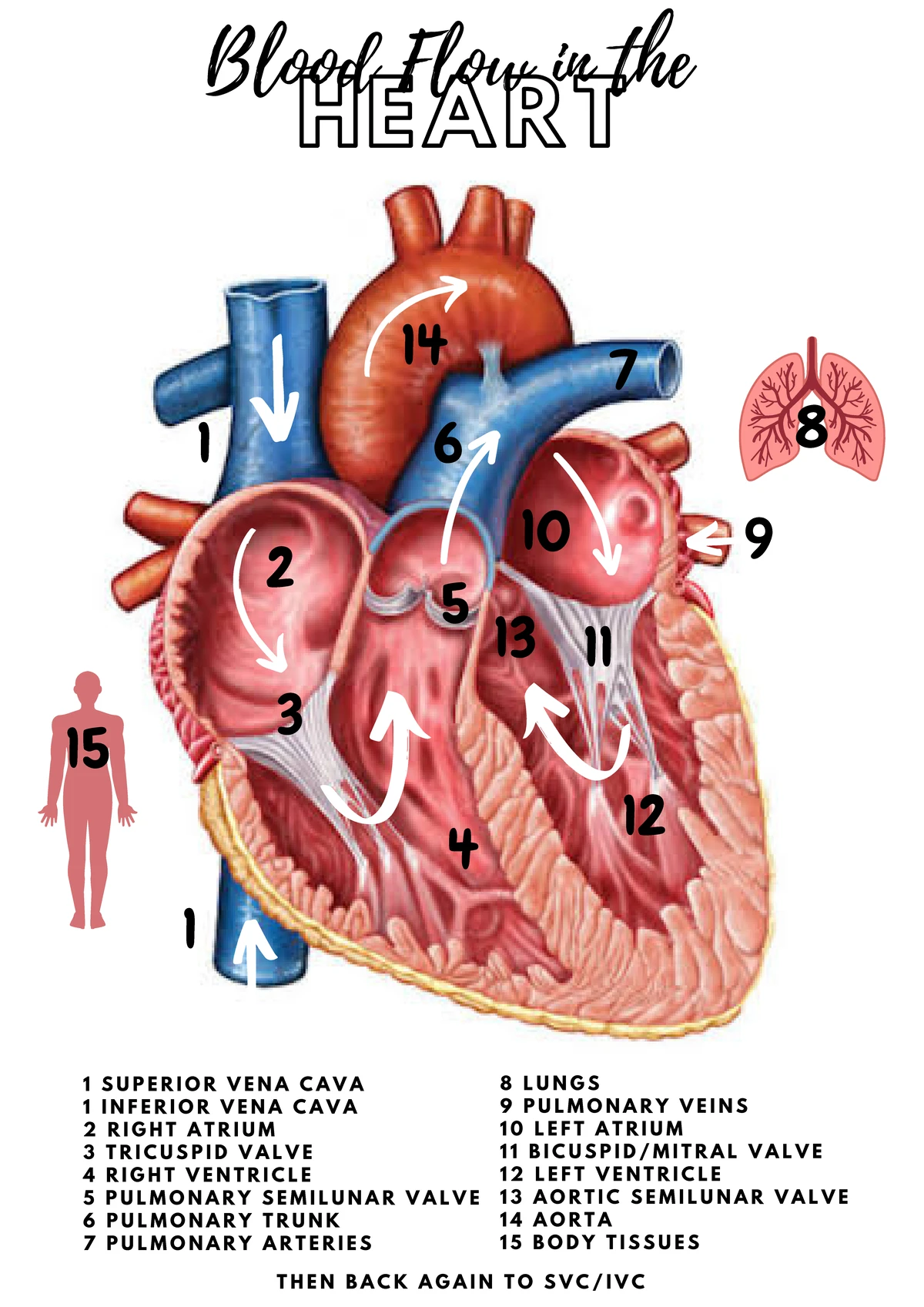 Blood Flow Through the Heart: Understanding Circulatory Pathways - Studocu