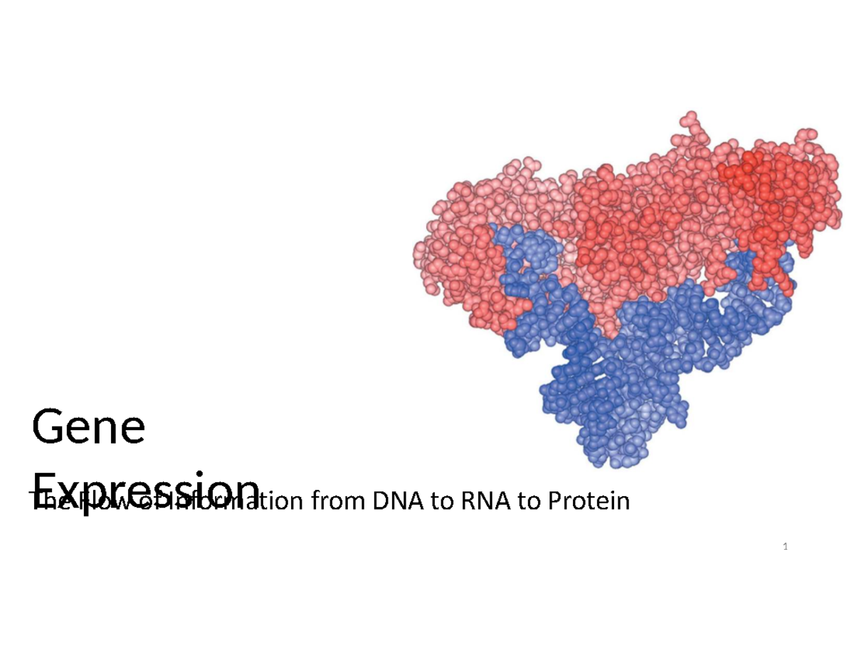 Gene Expression: From DNA to Protein - Lecture Notes - Studocu