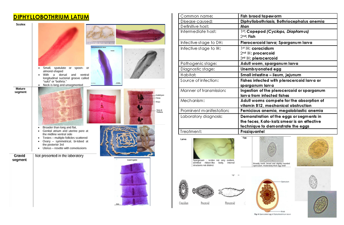PARA - Midterm Lab - Lecture Notes on Tapeworm Diseases - Studocu