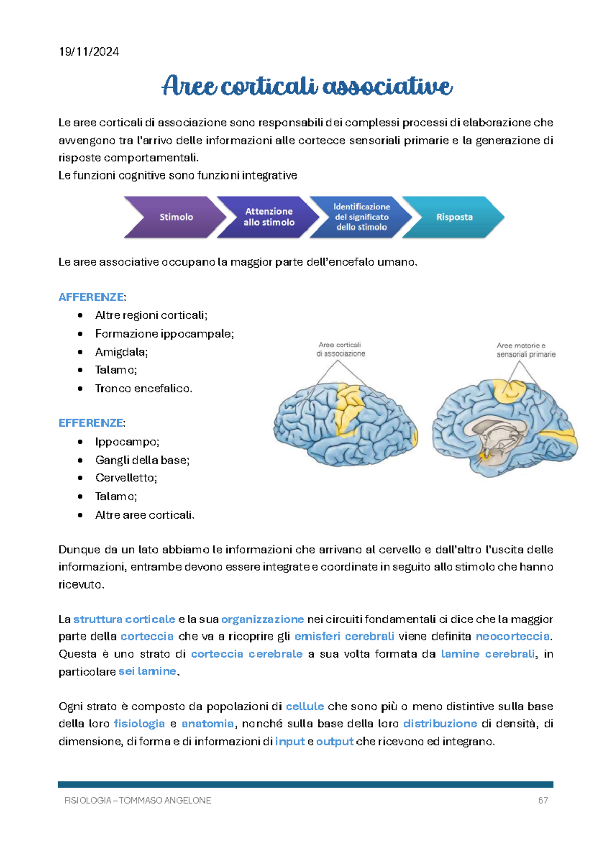 Aree Corticali Associative: Funzioni e Lesioni nel Sistema Nervoso - Document Preview