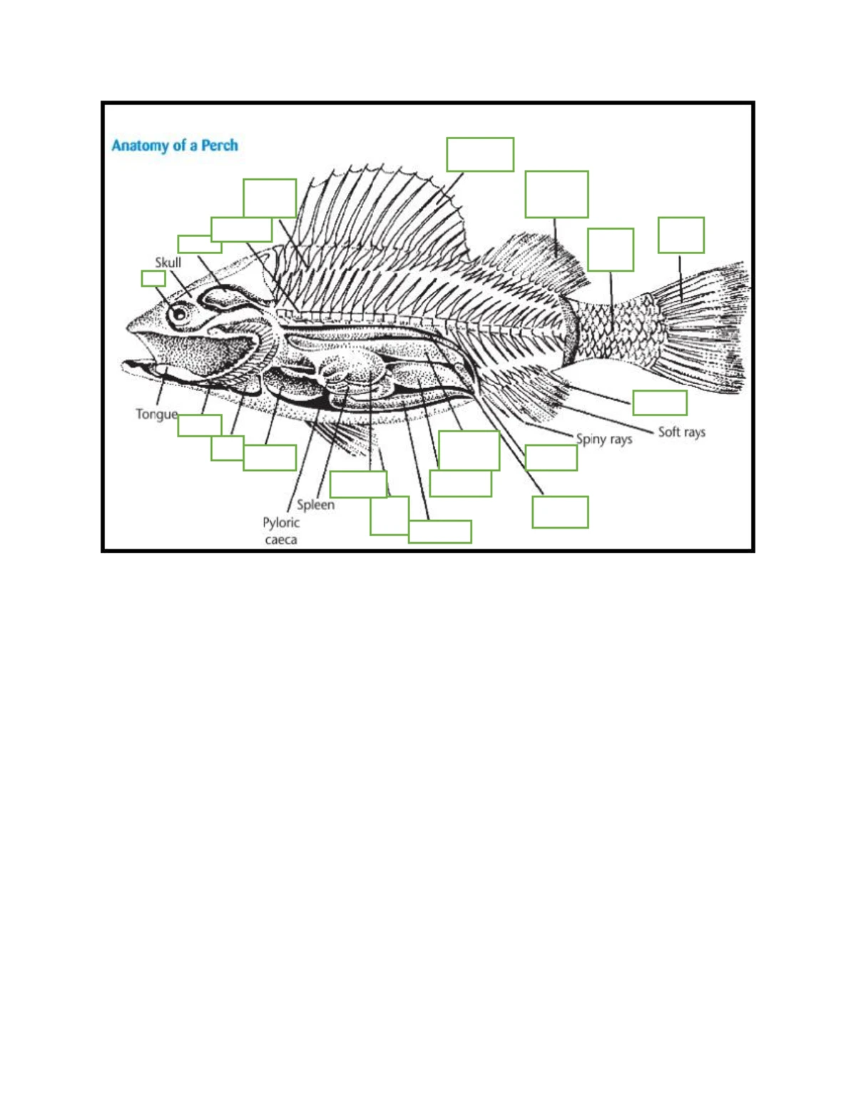 Lab 14- Mammals - Worksheet for zoology - Mammals Phylum: Chordata ...