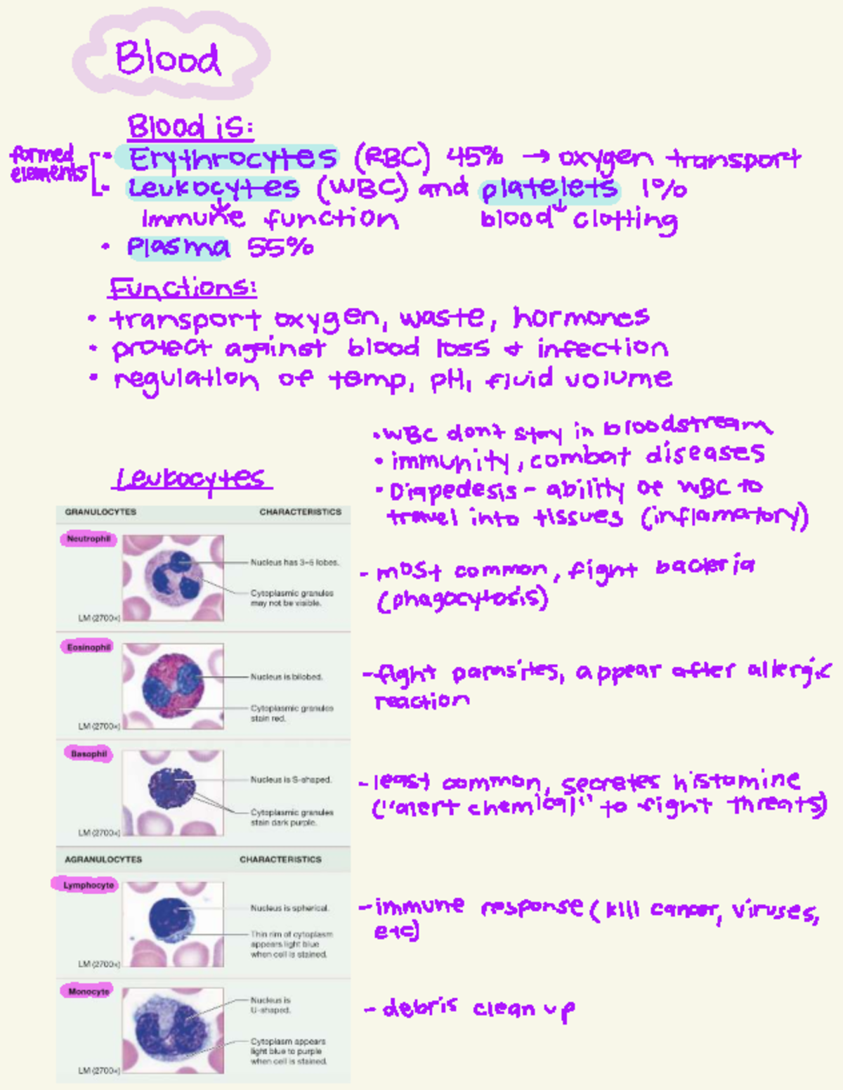 Exam 1 - Slideshow Notes on Blood Components and Functions - Studocu