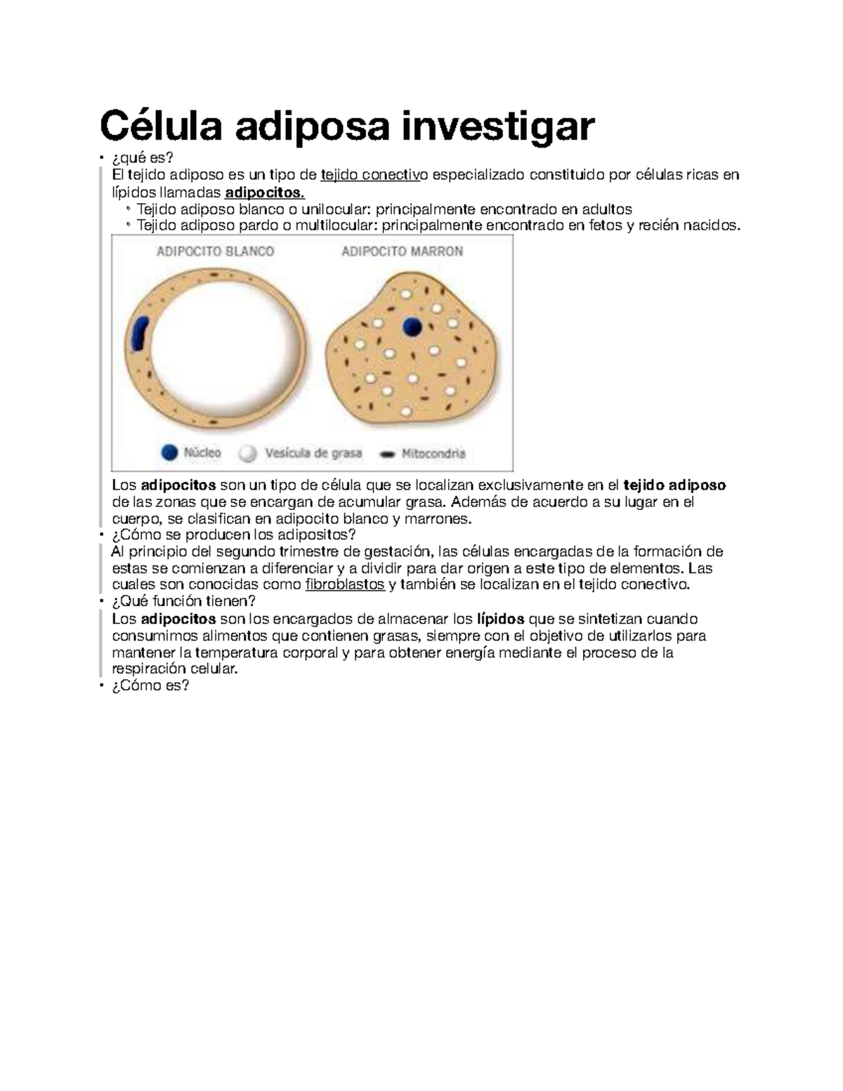 Célula Adiposa: Estructura y Funciones del Adipocito - Studocu