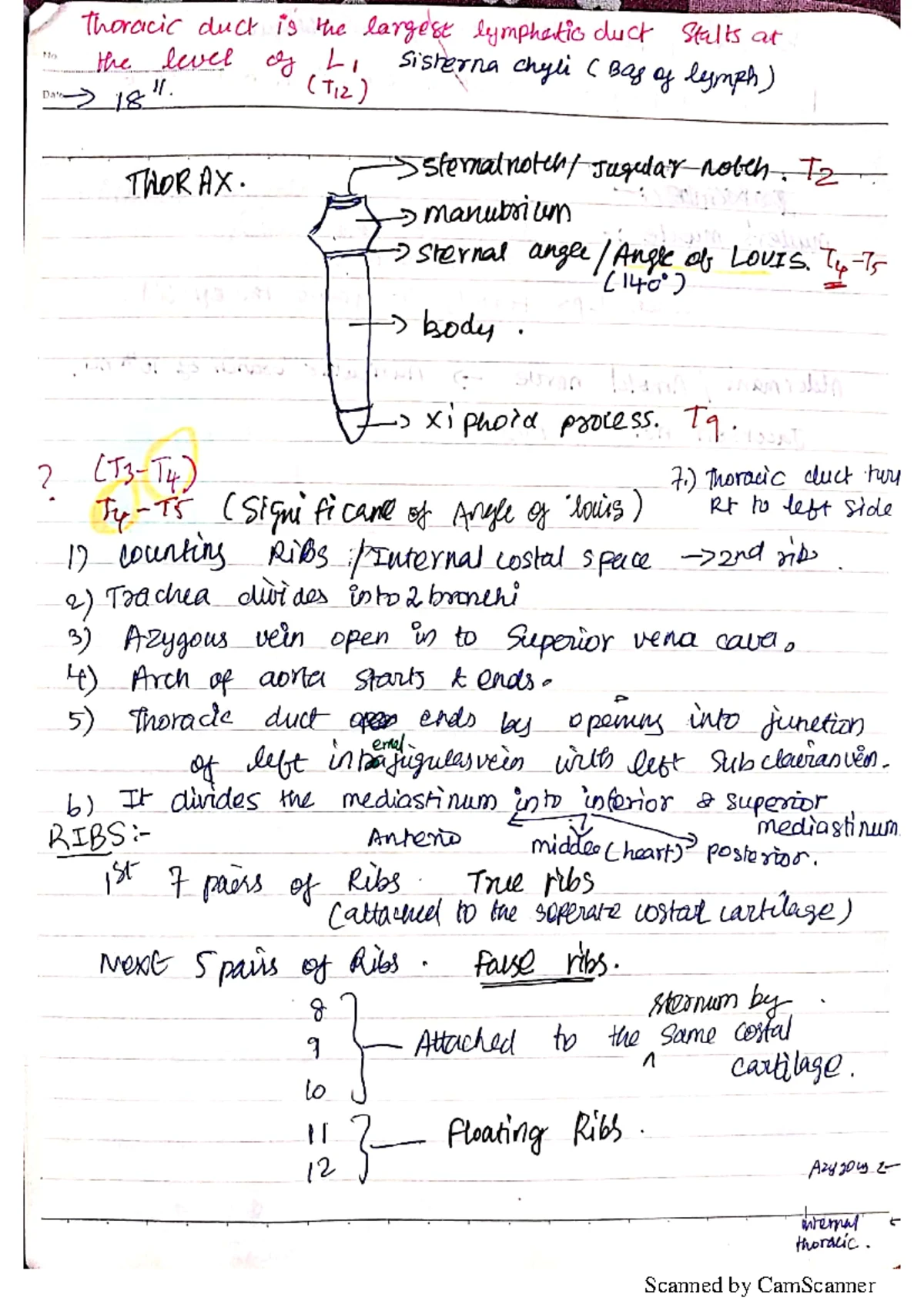 Anatomy Notes on Lower Limb: LMB Course Comprehensive Overview - Studocu